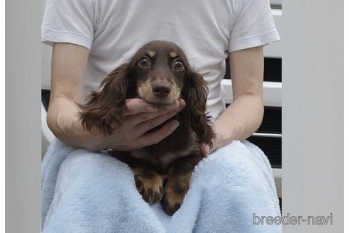 成約済の千葉県のカニンヘンダックスフンド(ロングヘアード)-295463の1枚目